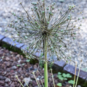 ALLIUM SCHBERTII, TURCHIA, LIBANO, SIRIA, PALESTINA, LIBIA, AMARYLLIDACEAE - 3513