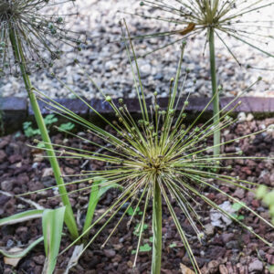 ALLIUM SCHBERTII, TURCHIA, LIBANO, SIRIA, PALESTINA, LIBIA, AMARYLLIDACEAE - 3514