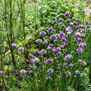 ALLIUM SCHOENOPRASUM, AMARYLLIDACEAE, CHIVES, ERBA CIPOLLINA, EUROSIBERIANO, L, WILD CHIVES - 2290