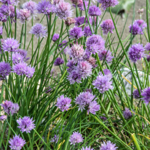 ALLIUM SCHOENOPRASUM, AMARYLLIDACEAE, CHIVES, ERBA CIPOLLINA, EUROSIBERIANO, L, WILD CHIVES - 2292