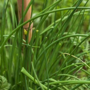 ALLIUM SCHOENOPRASUM, L, ERBA CIPOLLINA, CHIVES, WILD CHIVES, AMARYLLIDACEAE - 0104