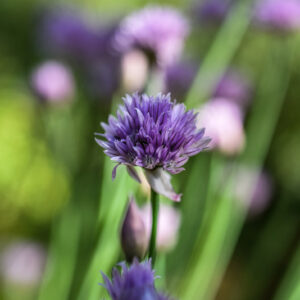 ALLIUM SCHOENOPRASUM, L, ERBA CIPOLLINA, CHIVES, WILD CHIVES, AMARYLLIDACEAE - 2980