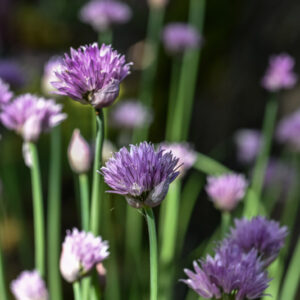 ALLIUM SCHOENOPRASUM, L, ERBA CIPOLLINA, CHIVES, WILD CHIVES, AMARYLLIDACEAE - 2981