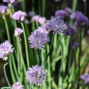 ALLIUM SCHOENOPRASUM, L, ERBA CIPOLLINA, CHIVES, WILD CHIVES, AMARYLLIDACEAE - 2982