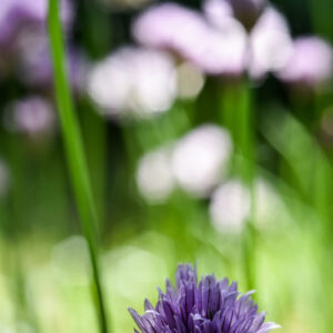 ALLIUM SCHOENOPRASUM, L, ERBA CIPOLLINA, CHIVES, WILD CHIVES, AMARYLLIDACEAE - 2984