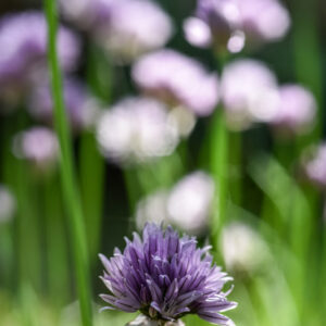 ALLIUM SCHOENOPRASUM, L, ERBA CIPOLLINA, CHIVES, WILD CHIVES, AMARYLLIDACEAE - 2985