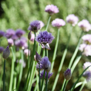 ALLIUM SCHOENOPRASUM, L, ERBA CIPOLLINA, CHIVES, WILD CHIVES, AMARYLLIDACEAE - 2987