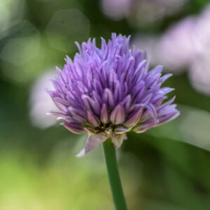 ALLIUM SCHOENOPRASUM, L, ERBA CIPOLLINA, CHIVES, WILD CHIVES, AMARYLLIDACEAE - 2990