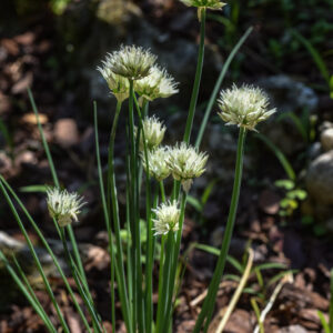 ALLIUM SCHOFNOPRASUM, F, ALBIFLORUM, AMARYLLIDACEAE - 2933