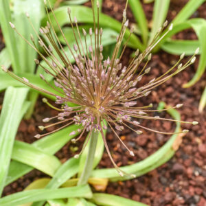 ALLIUM SCHUBERTII, AMARYLLIDACEAE, TURCHIA, LIBANO, SIRIA, PALESTINA, LIBIA - 0759