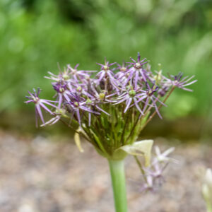 ALLIUM SCHUBERTII, AMARYLLIDACEAE, TURCHIA, LIBANO, SIRIA, PALESTINA, LIBIA - 0760