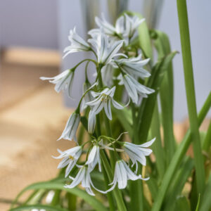 ALLIUM TRIQUETRUM, AGLIO TRIQUETRO, AMARYLLADACEAE - 2106
