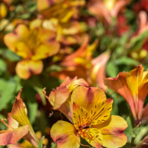 ALSTROEMERIA SPP, AMARYLLIDACEAE - 1591
