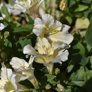 ALSTROEMERIA SPP, AMARYLLIDACEAE - 1594