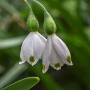LEUCOJUM AESTIVUM, L, CAMPANELLE MAGGIORI, SUMMER SNOWFLAKE, AMARILLIDACEAE, CULTIVAR - 0507