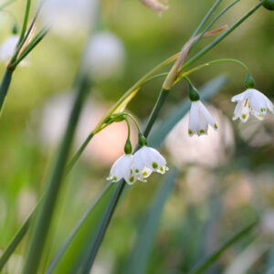 LEUCOJUM AESTIVUM, L, GRAVETYE GIANT, CAMPANELLE MAGGIORI, SUMMER SNOWFLAKE, CULTIVAR,AMARILLIDACEAE - 0274