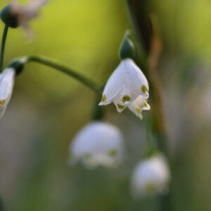 LEUCOJUM AESTIVUM, L, GRAVETYE GIANT, CAMPANELLE MAGGIORI, SUMMER SNOWFLAKE, CULTIVAR,AMARILLIDACEAE - 0275