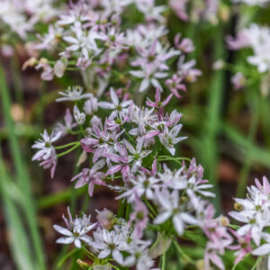 ALLIUM CAMELEON, AMARYLLIDACEAE - 0767