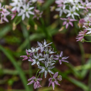 ALLIUM CAMELEON, AMARYLLIDACEAE - 0768
