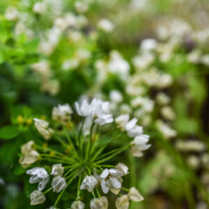 ALLIUM COWANII, AMARYLLIDACEAE - 0762