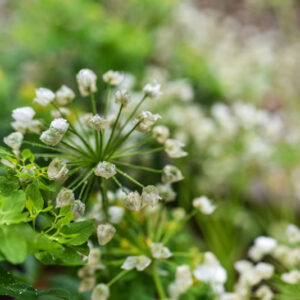 ALLIUM COWANII, AMARYLLIDACEAE - 0763