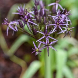 ALLIUM CRISTOPHII, AMARYLLIDACEAE, TURKMENISTAN, IRAN, TURCHIA - 0774