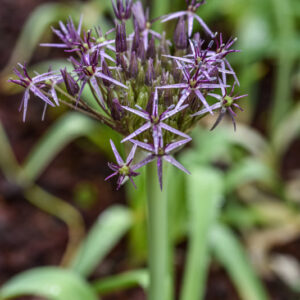 ALLIUM CRISTOPHII, AMARYLLIDACEAE, TURKMENISTAN, IRAN, TURCHIA - 0775