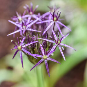 ALLIUM CRISTOPHII, AMARYLLIDACEAE, TURKMENISTAN, IRAN, TURCHIA - 0776
