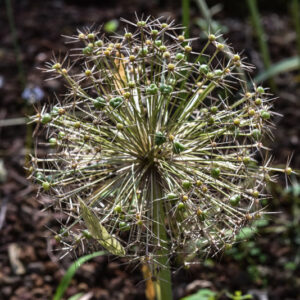 ALLIUM CRISTOPHII, TURKMENISTAN, IRAN, TURCHIA, AMARYLLIDACEAE - 3056