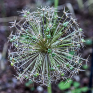 ALLIUM CRISTOPHII, TURKMENISTAN, IRAN, TURCHIA, AMARYLLIDACEAE - 3330