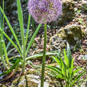 ALLIUM GIGANTEUM REGEL, GLOBEMASTER, AMARYLLIDACEAE - 2931
