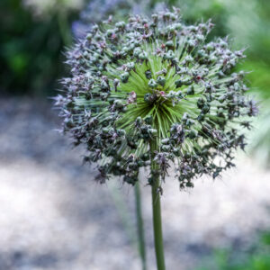 ALLIUM GIGANTEUM, ALLIUM GIGANTEUM, GIANT ALLIUM, TURCHIA, ASIA SUD OCCIDENTALE, AMARYLLIDACEAE - 3510