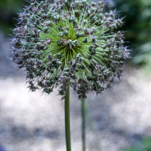 ALLIUM GIGANTEUM, ALLIUM GIGANTEUM, GIANT ALLIUM, TURCHIA, ASIA SUD OCCIDENTALE, AMARYLLIDACEAE - 3511