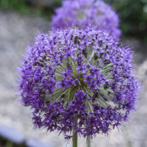 ALLIUM GIGANTEUM, GIANT ALLIUM, TURCHIA, ASIA SUD OCCIDENTALE, AMARYLLIDACEAE - 3052