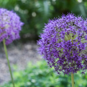 ALLIUM GIGANTEUM, GIANT ALLIUM, TURCHIA, ASIA SUD OCCIDENTALE, AMARYLLIDACEAE - 3053