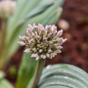 ALLIUM KARATAVIENSE, KARA TAU GARLIC, AMARYLLIDACEAE. ASIA CENTRO OCCIDENTALE, KAZAKHSTAN, KYRGYZSTAN, TAJIKISTAN, UZBEKISTAN, AFGHANISTAN - 0755