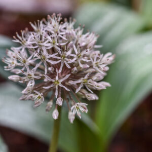 ALLIUM KARATAVIENSE, KARA TAU GARLIC, AMARYLLIDACEAE, ASIA CENTRO OCCIDENTALE, KAZAKHSTAN, KYRGYZSTAN, TAJIKISTAN, UZBEKISTAN, AFGHANISTAN - 0756