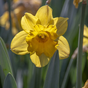 NARCISO, NARCISSUS, GOLD MEDAL, AMARYLLIADACEAE - 2718