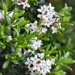 OLEARIA, X HAASTII, ASTERACEAE, NUOVA ZELANDA - 2820