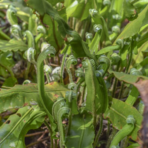 PHYLLITIS SCOLOPENDRIUM, L, NEWMAN, SCOLOPENDRIA COMUNE, ASPLENIACEAE, EUROPA, ASIA, NORD AMERICA - 3492