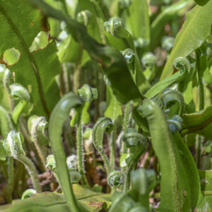 PHYLLITIS SCOLOPENDRIUM, L, NEWMAN, SCOLOPENDRIA COMUNE, ASPLENIACEAE, EUROPA, ASIA, NORD AMERICA - 3493