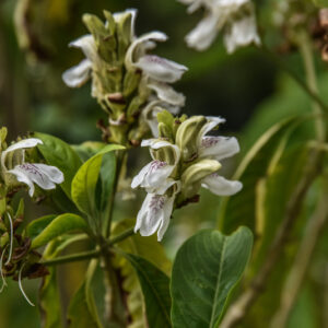 JUSTICIA ADATHODA, AITON, ACHANTHACEAE - 2165