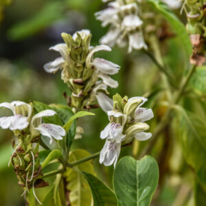 JUSTICIA ADATHODA, AITON, ACHANTHACEAE - 2164