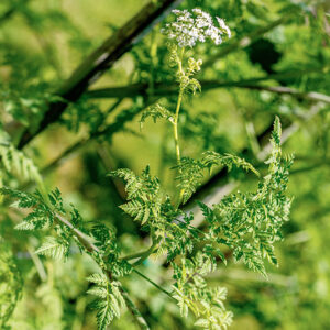 CICUTA MAGGIORE, CONIUM, MACULATUM, L, APIACEAE - 0977