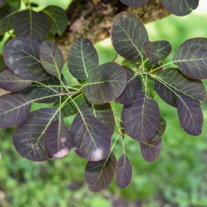 COTINUS COGGYGRIA ROYAL PURPLE, SCOTANO, ALBERO DELLA NEBBIA, ANACARDIACEAE - 2935