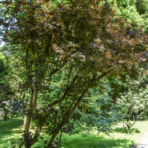 COTINUS COGGYGRIA ROYAL PURPLE, SCOTANO, ALBERO DELLA NEBBIA, ANACARDIACEAE - 2936