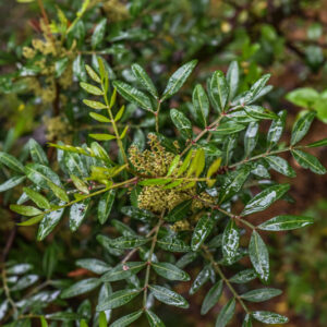 PISTACIA LENTISCUS, L, LENTISCO, MASTIC TREE, ANACARDIACEAE, AREA MEDITERRANEA - 1003
