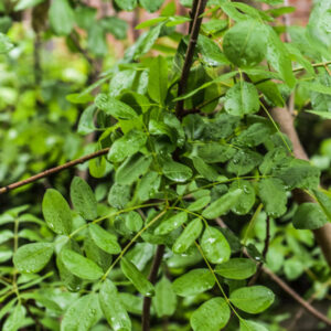 PISTACIA TEREBINTHUS, L, TEREBINTO, TEREBINTH, ANACARDIACEAE, AREA MEDITERRANEA - 1005