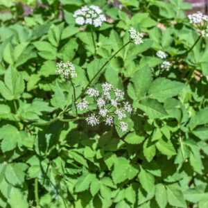 AEGOPODIUM PODAGRARIA, L, GIRARDINA SILVESTRE, GROUND ELDER, EUROPA, ASIA SETTENTRIONALE, APIACEAE - 3694