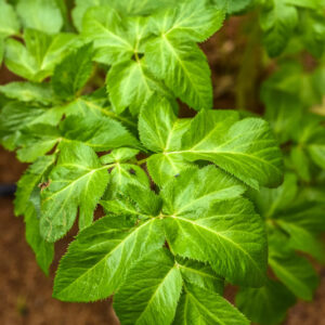 ANGELICA ARCHANGELICA, L, ANGELICA, APIACEAE, EUROPA SETTENTRIONALE, ASIA SETTENTRIONALE - 1063